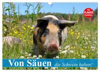 Vorderes Coverbild Von Säuen die Schwein haben! (Wandkalender 2025 DIN A3 quer), CALVENDO Monatskalender