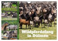 Vorderes Coverbild Faszination Wildpferdefang in Dülmen (Wandkalender 2025 DIN A4 quer), CALVENDO Monatskalender