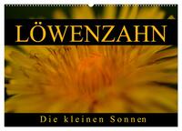 Vorderes Coverbild Löwenzahn - Die kleinen Sonnen (Wandkalender 2025 DIN A2 quer), CALVENDO Monatskalender