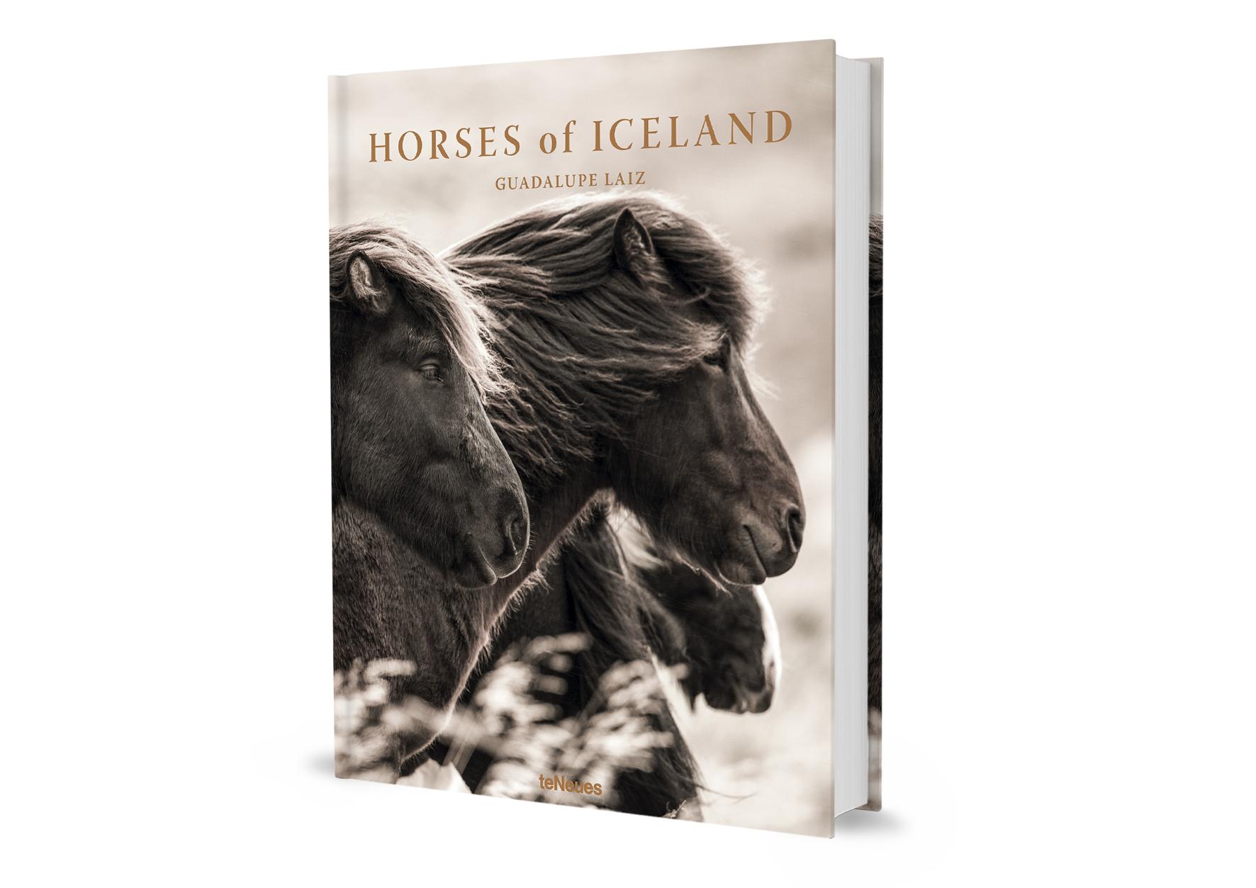 Beispielinhalt (Bild) Horses of Iceland