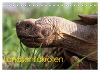 Vorderes Coverbild Landschildkröten (Tischkalender 2025 DIN A5 quer), CALVENDO Monatskalender
