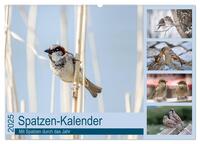 Vorderes Coverbild Spatzen-Kalender (Wandkalender 2025 DIN A2 quer), CALVENDO Monatskalender