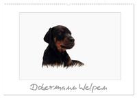 Vorderes Coverbild Dobermann Welpen (Wandkalender 2025 DIN A2 quer), CALVENDO Monatskalender