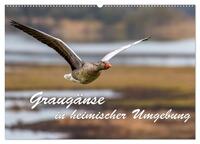 Vorderes Coverbild Graugänse in heimischer Umgebung (Wandkalender 2026 DIN A2 quer), CALVENDO Monatskalender