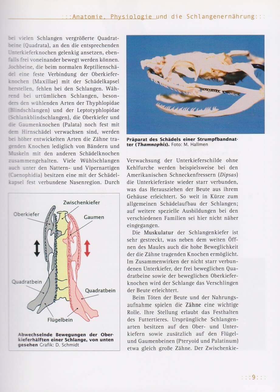 Beispielinhalt (Bild) Ernährung von Schlangen