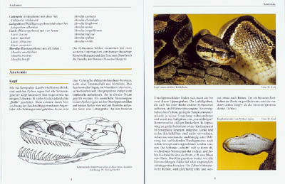 Beispielinhalt (Bild) Python regius