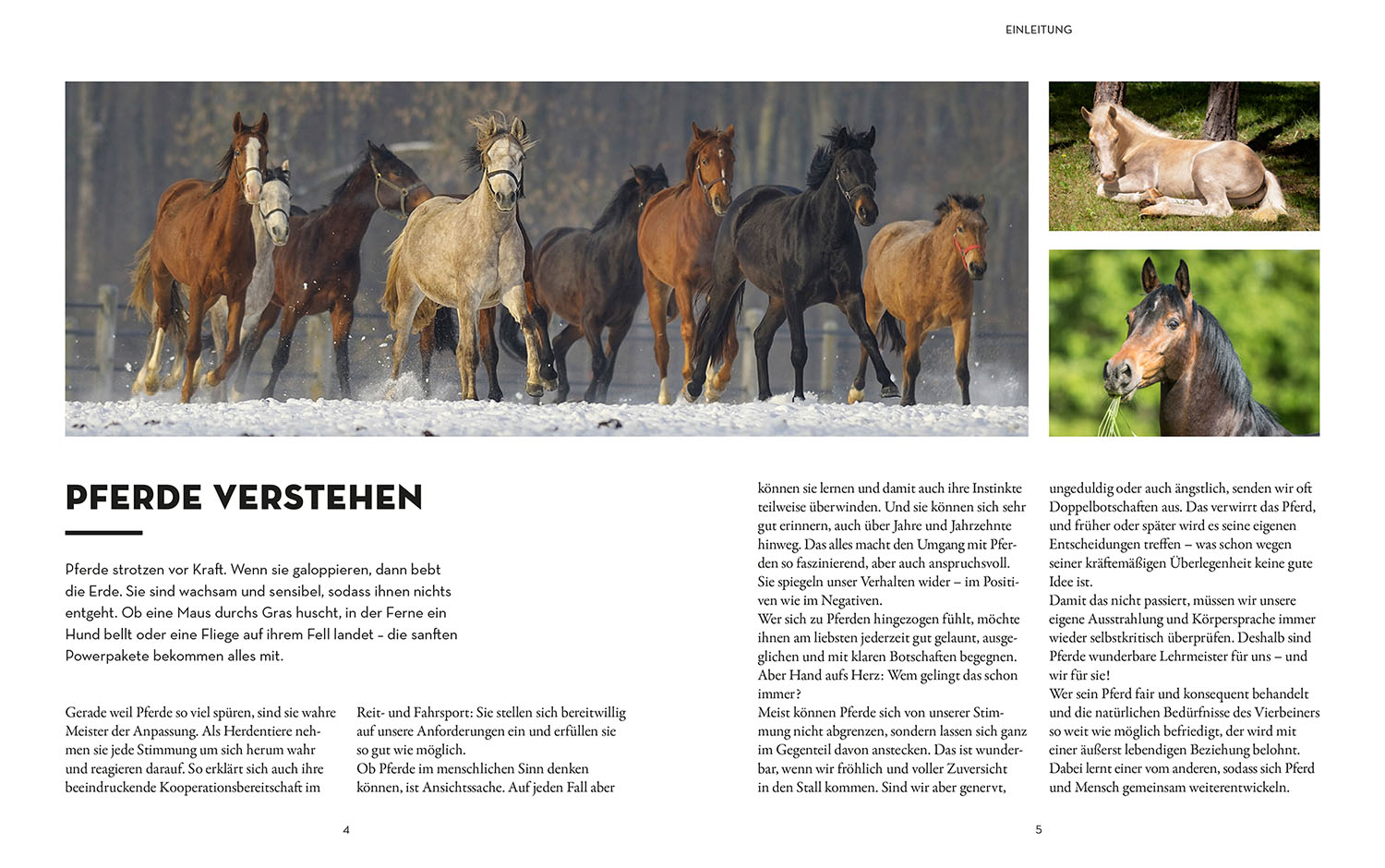 Beispielinhalt (Bild) Was denkt mein Pferd?