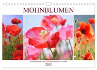 Vorderes Coverbild Mohnblumen. Leuchtender Liebreiz auf Wiesen und in Gärten (Wandkalender 2025 DIN A4 quer), CALVENDO Monatskalender