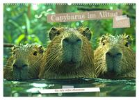 Vorderes Coverbild Capybaras im Alltag - Ein Jahr voller Abenteuer (Wandkalender 2025 DIN A2 quer), CALVENDO Monatskalender