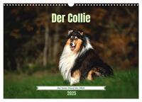 Vorderes Coverbild Der Collie der beste Hund der Welt (Wandkalender 2025 DIN A3 quer), CALVENDO Monatskalender