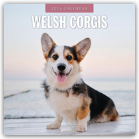 Vorderes Coverbild Welsh Corgis – Welsh Corgi 2026 – 16-Monatskalender