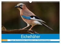 Vorderes Coverbild Eichelhäher - Egon der Eichelhäher fotografiert von Ostfriesenfotografie (Wandkalender 2025 DIN A3 quer), CALVENDO Monatskalender