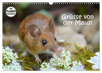 Vorderes Coverbild Grüsse von der Maus! (Wandkalender 2025 DIN A3 quer), CALVENDO Monatskalender