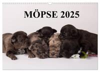 Vorderes Coverbild Möpse 2025 (Wandkalender 2025 DIN A3 quer), CALVENDO Monatskalender