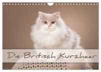 Vorderes Coverbild Die Britisch Kurzhaar (Wandkalender 2025 DIN A4 quer), CALVENDO Monatskalender