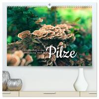 Vorderes Coverbild Ein Ausflug in die magische Welt der Pilze (hochwertiger Premium Wandkalender 2026 DIN A2 quer), Kunstdruck in Hochglanz