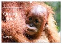 Vorderes Coverbild Die letzten freilebenden Orang Utans (Wandkalender 2026 DIN A3 quer), CALVENDO Monatskalender