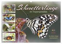 Vorderes Coverbild Schmetterlinge im Tropenparadies (Wandkalender 2025 DIN A2 quer), CALVENDO Monatskalender