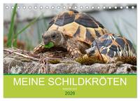 Vorderes Coverbild Meine Schildkröten (Tischkalender 2026 DIN A5 quer), CALVENDO Monatskalender