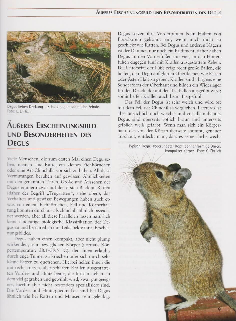 Beispielinhalt (Bild) Degus