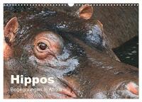 Vorderes Coverbild Hippos - Begegnungen in Afrika (Wandkalender 2025 DIN A3 quer), CALVENDO Monatskalender