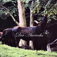 Vorderes Coverbild Der Auerochs