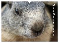 Vorderes Coverbild Murmeltiere (Wandkalender 2025 DIN A3 quer), CALVENDO Monatskalender