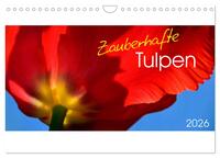 Vorderes Coverbild Zauberhafte Tulpen (Wandkalender 2026 DIN A4 quer), CALVENDO Monatskalender