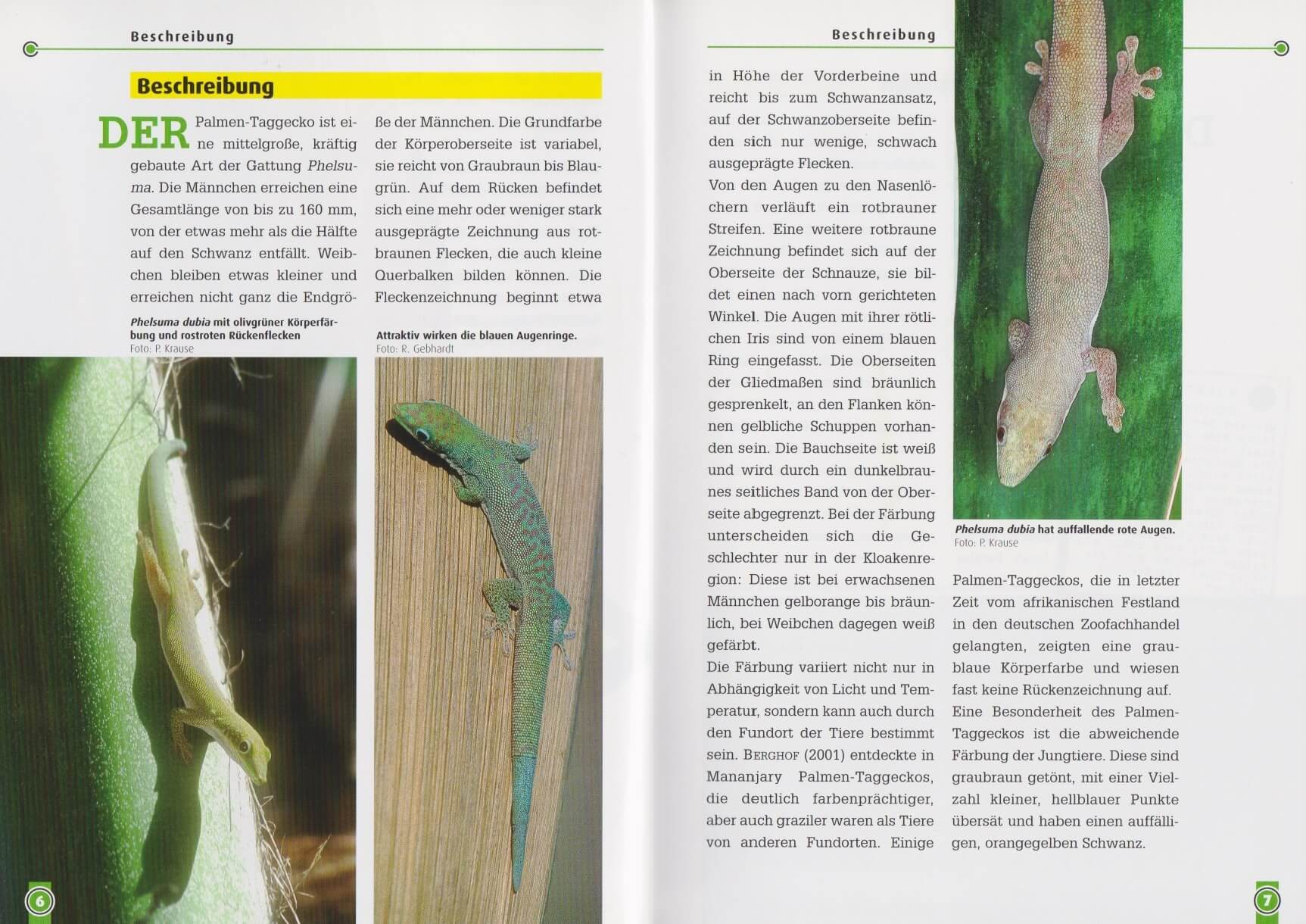 Beispielinhalt (Bild) Der Palmen-Taggecko