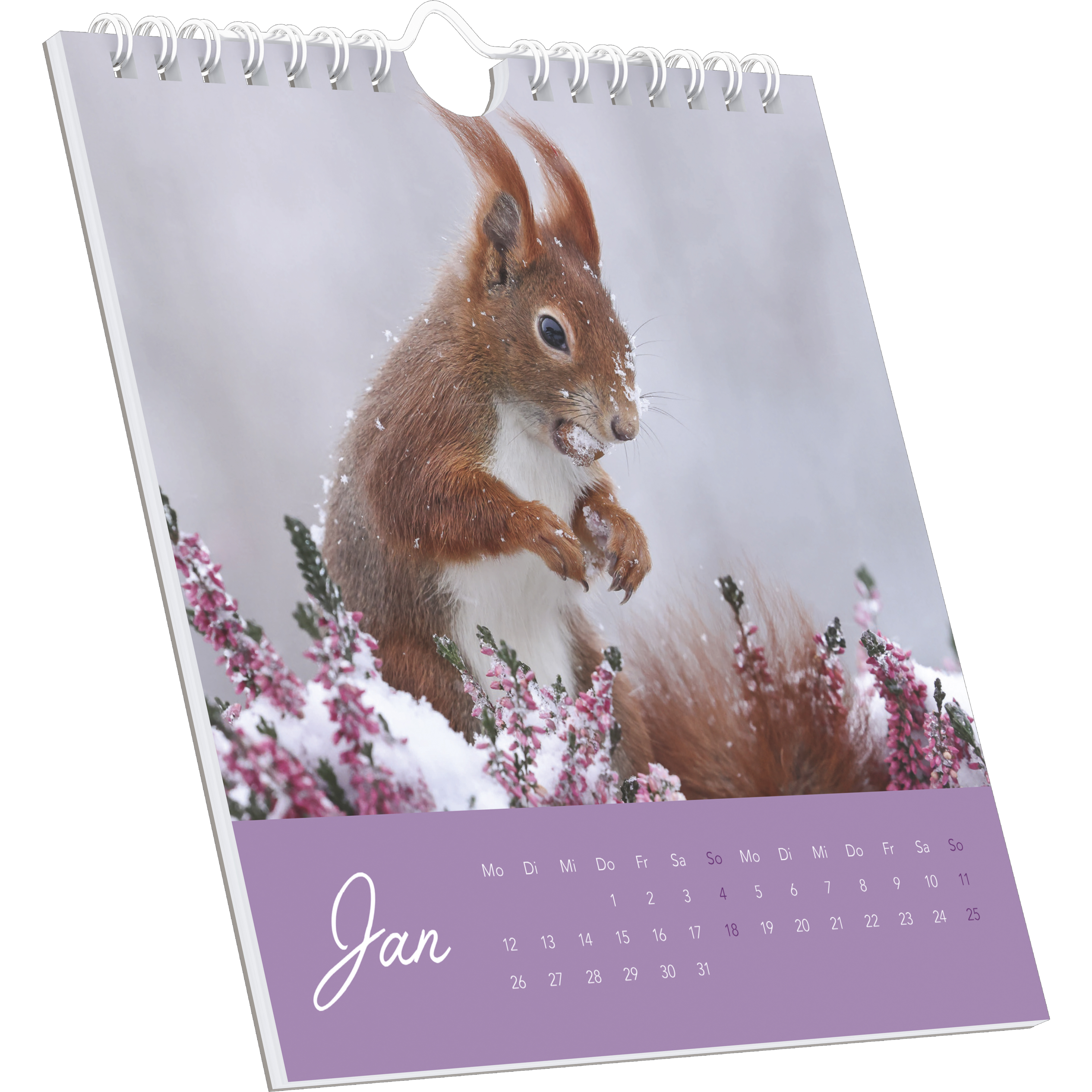 Beispielinhalt (Bild) Eichhörnchen 2026 - Postkartenkalender im Format 16 x 17