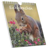 Vorderes Coverbild Eichhörnchen 2026 - Postkartenkalender im Format 16 x 17