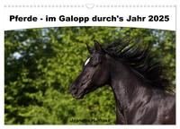 Vorderes Coverbild Pferde - im Galopp durch's Jahr 2025 (Wandkalender 2025 DIN A3 quer), CALVENDO Monatskalender