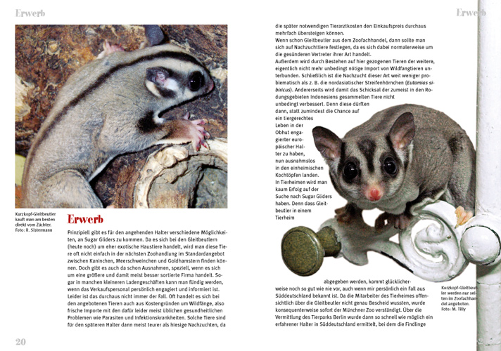 Beispielinhalt (Bild) Der Sugar Glider