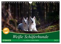 Vorderes Coverbild Weiße Schäferhunde in schönen Landschaften (Wandkalender 2025 DIN A4 quer), CALVENDO Monatskalender