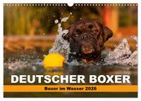 Vorderes Coverbild Deutscher Boxer - Boxer im Wasser 2026 (Wandkalender 2026 DIN A3 quer), CALVENDO Monatskalender