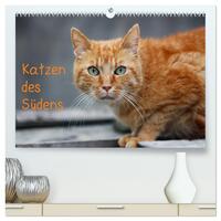 Vorderes Coverbild Katzen des Südens (hochwertiger Premium Wandkalender 2025 DIN A2 quer), Kunstdruck in Hochglanz