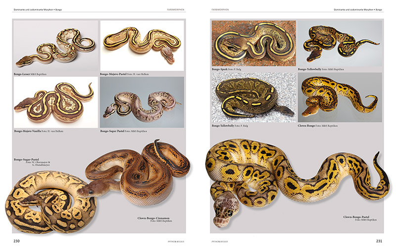 Beispielinhalt (Bild) Python regius