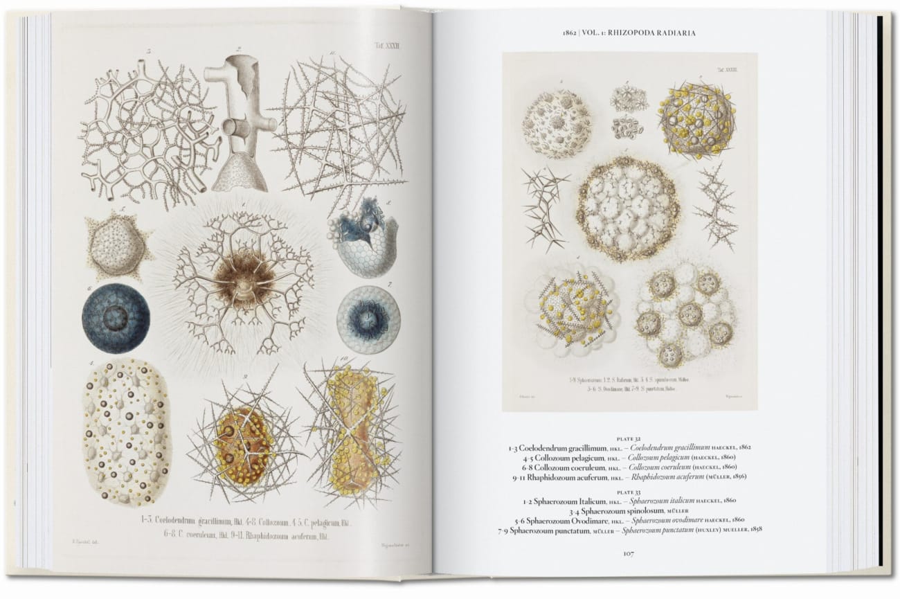 Beispielinhalt (Bild) The Art and Science of Ernst Haeckel. 45th Ed.