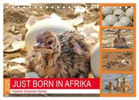 Vorderes Coverbild JUST BORN IN AFRIKA Kalahari Straussen Babies (Tischkalender 2025 DIN A5 quer), CALVENDO Monatskalender