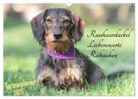 Vorderes Coverbild Familienplaner - Liebenswerte Rabauken - Rauhaardackel (Wandkalender 2025 DIN A3 quer), CALVENDO Monatskalender