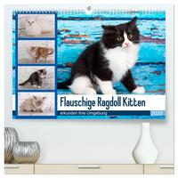 Vorderes Coverbild Flauschige Ragdoll Kitten (hochwertiger Premium Wandkalender 2025 DIN A2 quer), Kunstdruck in Hochglanz