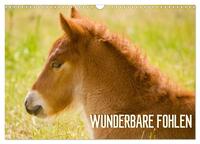 Vorderes Coverbild Wunderbare Fohlen (Wandkalender 2025 DIN A3 quer), CALVENDO Monatskalender
