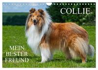 Vorderes Coverbild Collie - Mein bester Freund (Wandkalender 2025 DIN A4 quer), CALVENDO Monatskalender