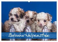 Vorderes Coverbild Bolonka Welpenstube (Wandkalender 2025 DIN A2 quer), CALVENDO Monatskalender