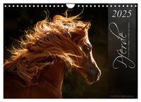 Vorderes Coverbild Pferde - Anmut und Stärke gepaart mit Magie (Wandkalender 2025 DIN A4 quer), CALVENDO Monatskalender