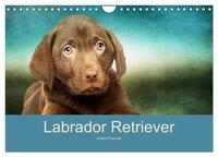 Vorderes Coverbild Labrador Retriever unsere Freunde (Wandkalender 2025 DIN A4 quer), CALVENDO Monatskalender