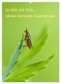 Vorderes Coverbild So EDEL und FEIN... können heimische Insekten sein (Wandkalender 2025 DIN A2 hoch), CALVENDO Monatskalender
