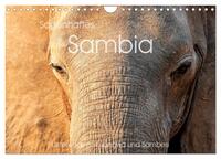 Vorderes Coverbild Sagenhaftes Sambia - Unterwegs an Luangwa und Sambesi (Wandkalender 2025 DIN A4 quer), CALVENDO Monatskalender