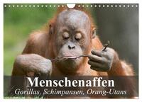 Vorderes Coverbild Menschenaffen. Gorillas, Schimpansen, Orang-Utans (Wandkalender 2025 DIN A4 quer), CALVENDO Monatskalender