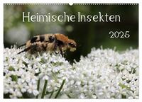 Vorderes Coverbild Heimische Insekten 2025 (Wandkalender 2025 DIN A2 quer), CALVENDO Monatskalender